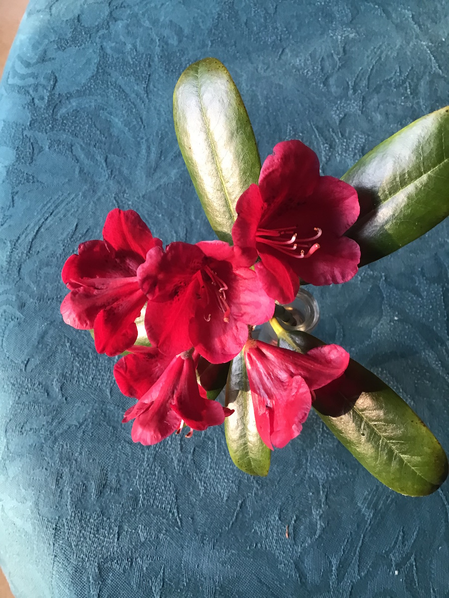 R. sanguineum ssp. sanguineum var. haemaleum Atrorubens Group